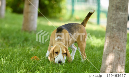 Beagle sniffing grass with focused expression in park 129463637