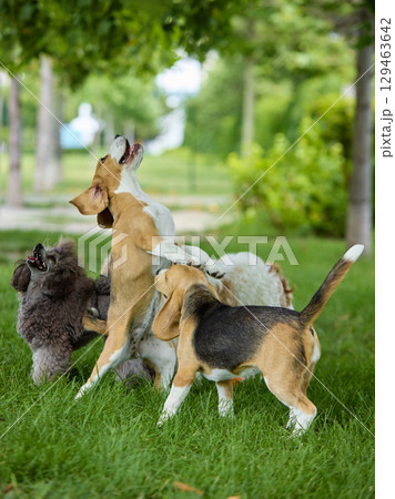 Playful group of dogs jumping and interacting on sunny lawn 129463642