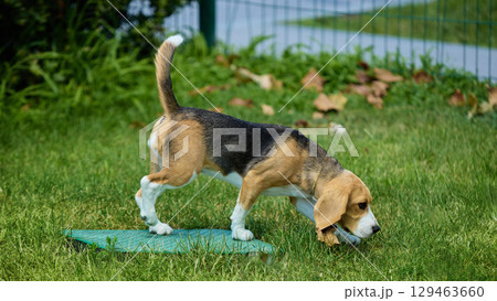 Beagle puppy sniffing grass with curiosity in sunny park 129463660