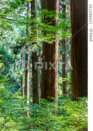 山形県鶴岡市　羽黒山五重塔 129463710