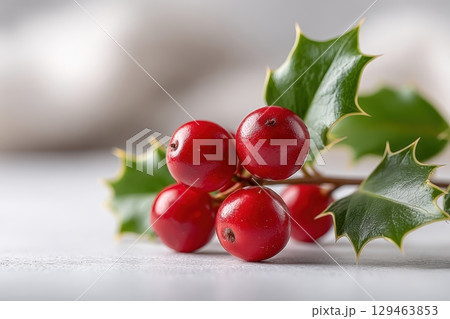 Red Holly Berries Spiky Green Leaves, Neutral Depth, White Background 129463853