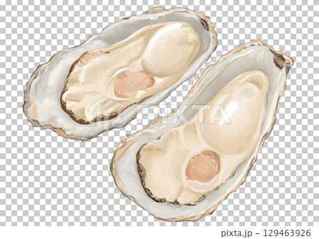 Winter flavors! Two realistic oyster illustrations 129463926