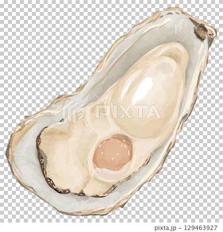 Winter delicacy! Realistic illustration of oyster (1 piece) 129463927