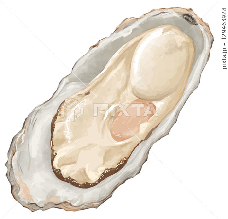 冬の味覚！リアルな牡蠣のイラスト1個B 129463928