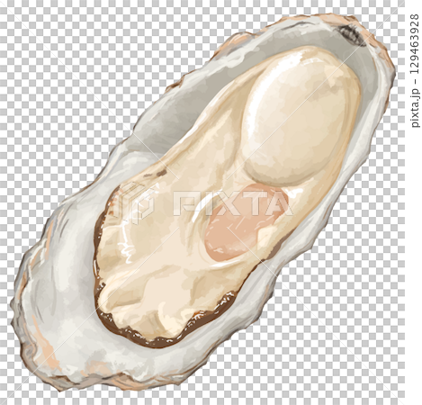 冬の味覚！リアルな牡蠣のイラスト1個B 129463928