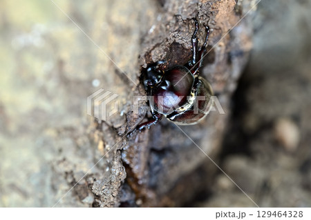 カブトムシ 129464328