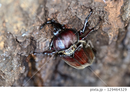 カブトムシ 129464329