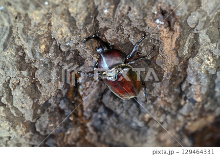 カブトムシ 129464331