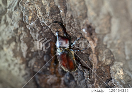 カブトムシ 129464333