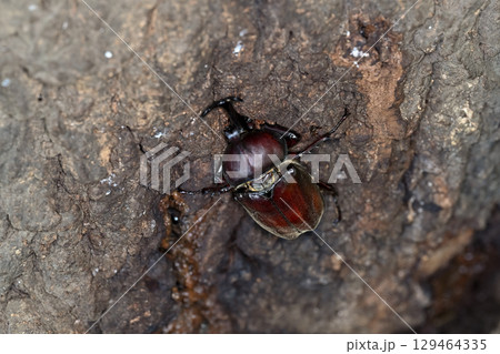カブトムシ 129464335