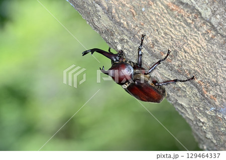 カブトムシ カブトムシ 129464337