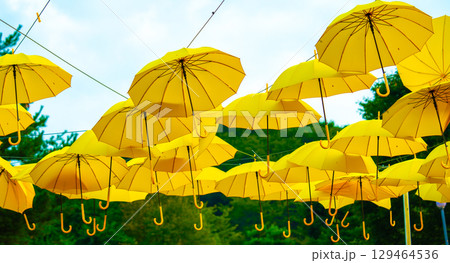Yellow umbrellas background. Street decoration. 129464536