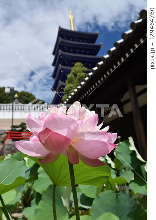 中山寺の蓮 129464760