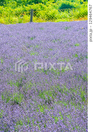 北海道　札幌市　幌見峠のラベンダー風景 129464767