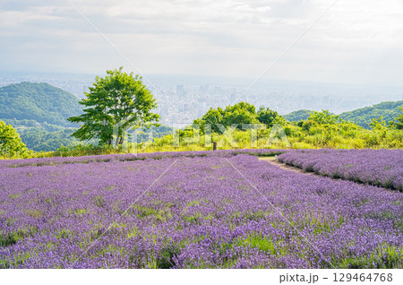 北海道 札幌市 幌見峠のラベンダー風景 北海道 札幌市 幌見峠のラベンダー風景 129464768