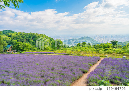 北海道 札幌市 幌見峠のラベンダー風景 北海道 札幌市 幌見峠のラベンダー風景 129464793