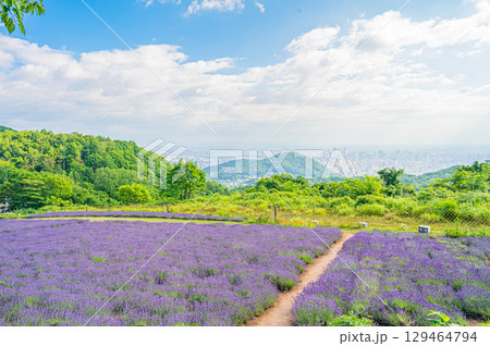 北海道 札幌市 幌見峠のラベンダー風景 北海道 札幌市 幌見峠のラベンダー風景 129464794