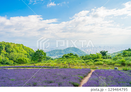北海道　札幌市　幌見峠のラベンダー風景 129464795