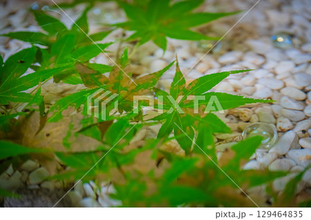 北海道　帯廣神社の風景 129464835