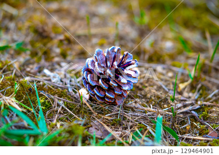 Pinecones fallen from the tree and lying on the ground in a forest Pinecones fallen from the tree and lying on the ground in a forest 129464901