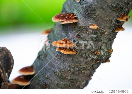 old pine tree with mushrooms on the trunk 129464902