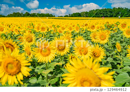 北海道　北竜町のひまわりの里 129464912
