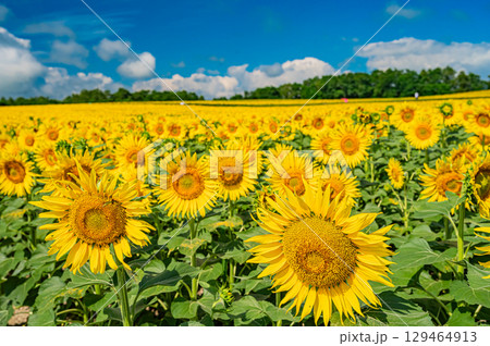 北海道　北竜町のひまわりの里 129464913
