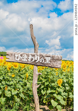 北海道　北竜町のひまわりの里 129464942