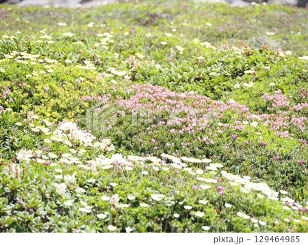 黒岳の高山植物のお花畑 129464985