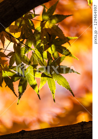 国営武蔵丘陵森林公園の紅葉 129464997