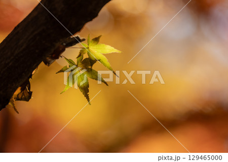 国営武蔵丘陵森林公園の紅葉 129465000