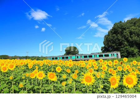 烏山線「ひまわり畑を走る列車」夏の青空背景に 129465004