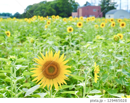 夏のひまわり畑 夏のひまわり畑 129465028
