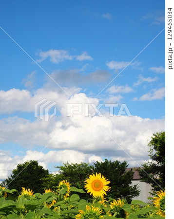 向日葵と夏空 向日葵と夏空 129465034