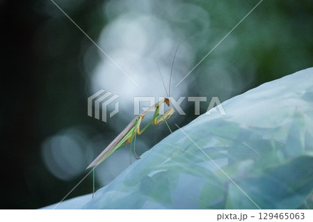 カマキリ-待ち伏せ 129465063