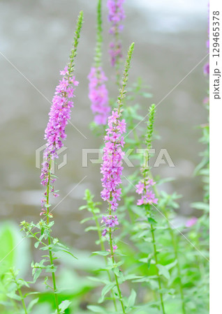LYTHRACEAE, Lythrum salicaria or Lythrum salicaria L and hybrid or  Purple Loosestrife or  purple lythrum or spiked loosestrife or purple flower or violet flower 129465378