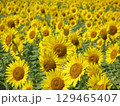 大垣のひまわり畑 129465407