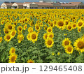 大垣のひまわり畑 129465408