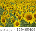 大垣のひまわり畑 129465409