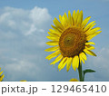 大垣のひまわり畑 129465410
