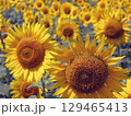 大垣のひまわり畑 129465413