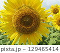 大垣のひまわり畑 129465414