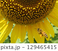 大垣のひまわり畑 129465415