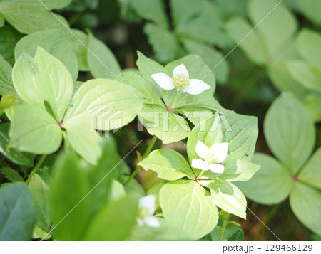 ゴゼンタチバナの白い花 ゴゼンタチバナの白い花 129466129
