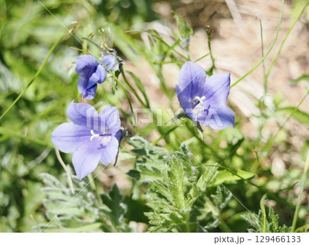 イワギキョウの紫の花 イワギキョウの紫の花 129466133