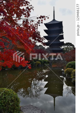 東寺の紅葉 東寺の紅葉 129466177
