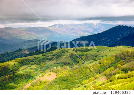 mountain landscape of ukraine in spring. rolling countryside scenery in dappled light. forest in lush green foliage on a hill under cloudy sky. scenic view in to the distant valley of mizhhirya region 129466389