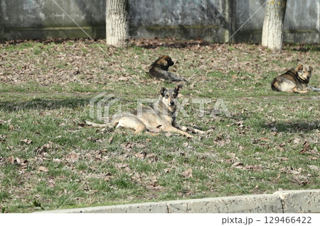 A stray dog is resting on the lawn. A stray dog is resting on the lawn. 129466422