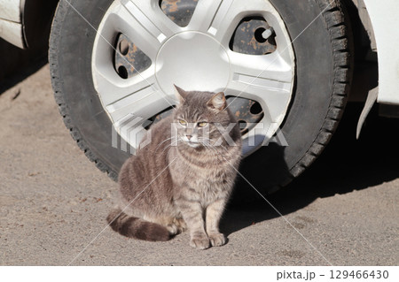 A street cat sits in the sunlight near a car tire. A street cat sits in the sunlight near a car tire. 129466430