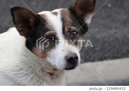 Portrait of a street dog. 129466432